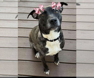 Labrador Retriever-Unknown Mix Dogs for adoption in Mt. Laurel, NJ, USA