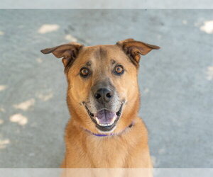 German Shepherd Dog-Unknown Mix Dogs for adoption in Martinez, CA, USA