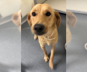 Labrador Retriever Dogs for adoption in Glen Allen, VA, USA