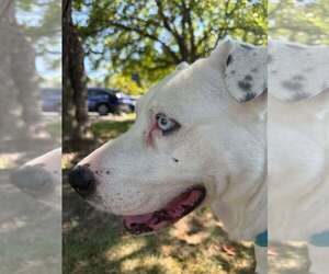 American Pit Bull Terrier-Unknown Mix Dogs for adoption in Martinsburg, WV, USA