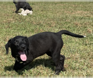 German Shepherd Dog-Unknown Mix Dogs for adoption in Unionville, PA, USA