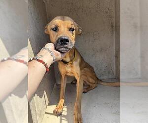 Boxer-Unknown Mix Dogs for adoption in Oklahoma City, OK, USA