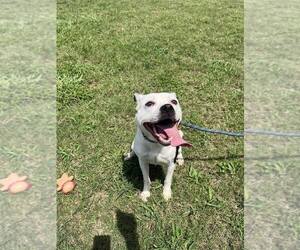 Mutt Dogs for adoption in Abbeville, LA, USA