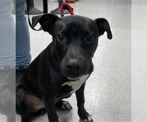 American Pit Bull Terrier Dogs for adoption in Bakersfield, CA, USA