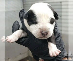 American Pit Bull Terrier Dogs for adoption in San Bernardino, CA, USA