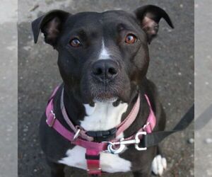 Staffordshire Bull Terrier-Unknown Mix Dogs for adoption in Sequim, WA, USA