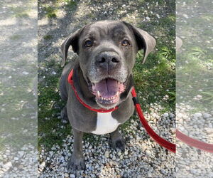 Mastiff-Unknown Mix Dogs for adoption in Jackson , NJ, USA