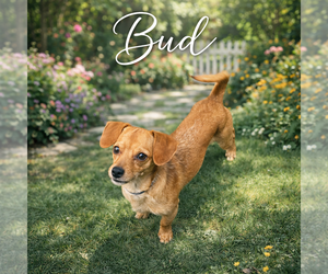 Dachshund-Unknown Mix Dogs for adoption in Menifee, CA, USA