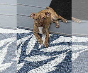 Chihuahua-Unknown Mix Dogs for adoption in Raleigh, NC, USA