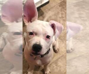 Bullboxer Pit Dogs for adoption in Queen Creek, AZ, USA