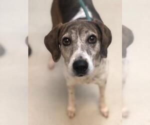 Treeing Walker Coonhound-Unknown Mix Dogs for adoption in Newnan, GA, USA