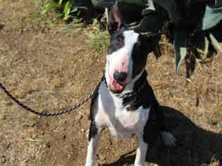 Bull Terrier Dogs for adoption in San Martin, CA, USA