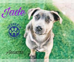 Shepweiller Dogs for adoption in HESPERIA, CA, USA