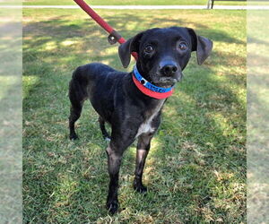 Italian Greyhound-Unknown Mix Dogs for adoption in Long Beach, CA, USA
