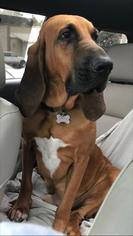 Bloodhound Dogs for adoption in Mobile, AL, USA
