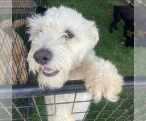 Maltese-Unknown Mix Dogs for adoption in Turlock, CA, USA