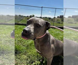 American Pit Bull Terrier Dogs for adoption in Pueblo, CO, USA