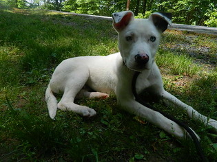 Labrador Retriever Dogs for adoption in Randleman, NC, USA