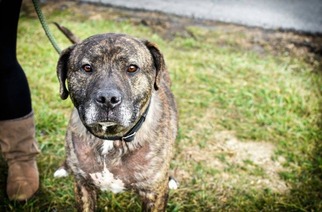 American Pit Bull Terrier-Unknown Mix Dogs for adoption in Lewisburg, WV, USA