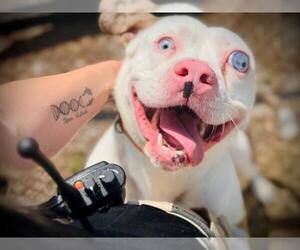 American Pit Bull Terrier-Catahoula Leopard Dog Mix Dogs for adoption in Orlando, FL, USA