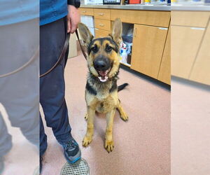 German Shepherd Dog Dogs for adoption in Ogden, UT, USA