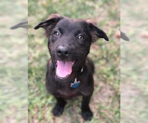 Borador Dogs for adoption in Katy, TX, USA