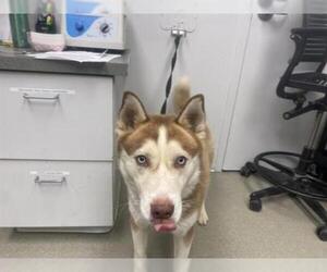 Siberian Husky Dogs for adoption in Pueblo, CO, USA