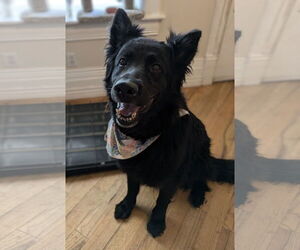 Mutt Dogs for adoption in Sandy, UT, USA