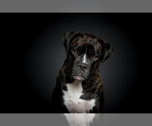 Bullboxer Pit Dogs for adoption in Catasauqua, PA, USA