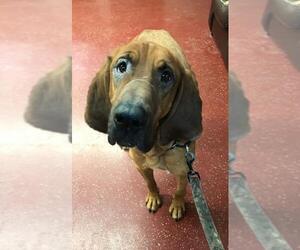 Bloodhound Dogs for adoption in Fargo, ND, USA