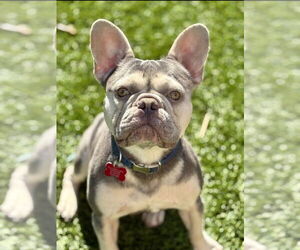 French Bulldog Dogs for adoption in Davis, CA, USA