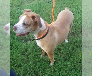 Boxer Dogs for adoption in Glen Allen, VA, USA