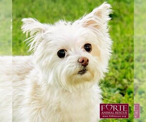 Mutt Dogs for adoption in Marina del Rey, CA, USA