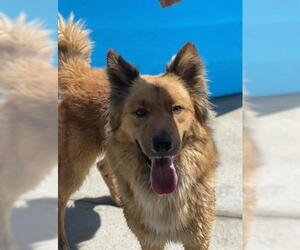 Golden Shepherd Dogs for adoption in San Martin, CA, USA