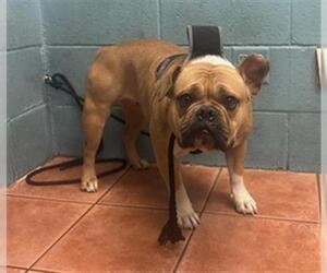 Bulldog Dogs for adoption in Downey, CA, USA