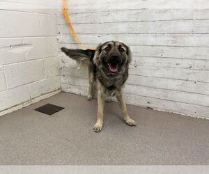 German Shepherd Dog Dogs for adoption in San Bernardino, CA, USA
