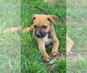 Black Mouth Cur Dogs for adoption in Fultonham, NY, USA