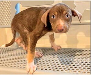 Labrador Retriever-Unknown Mix Dogs for adoption in Houston, TX, USA