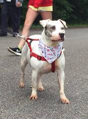 American Pit Bull Terrier-Labrador Retriever Mix Dogs for adoption in Gilbertsville, PA, USA