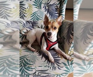 Rat Terrier-Unknown Mix Dogs for adoption in Fort Lauderdale, FL, USA