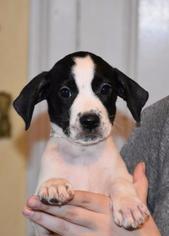 Medium Photo #1 Weimaraner Puppy For Sale in Danbury, CT, USA