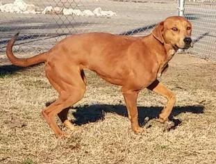 Labrador Retriever-Plott Hound Mix Dogs for adoption in Jefferson, TX, USA