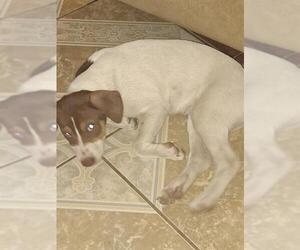 Mutt Dogs for adoption in San Antonio, TX, USA