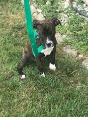 Boxer-Unknown Mix Dogs for adoption in Newport, KY, USA