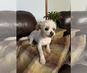 Mutt Dogs for adoption in Candler, NC, USA