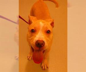 Mutt Dogs for adoption in Sanford, FL, USA