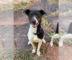 Rat Terrier-Unknown Mix Dogs for adoption in Rustburg, VA, USA