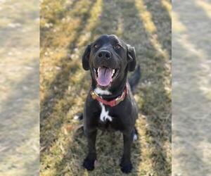 Labrador Retriever-Unknown Mix Dogs for adoption in West Valley, UT, USA