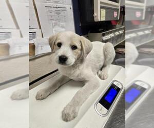 Irish Wolfhound-Labrador Retriever Mix Dogs for adoption in Conroe, TX, USA
