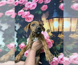 Mutt Dogs for adoption in San Bernardino, CA, USA